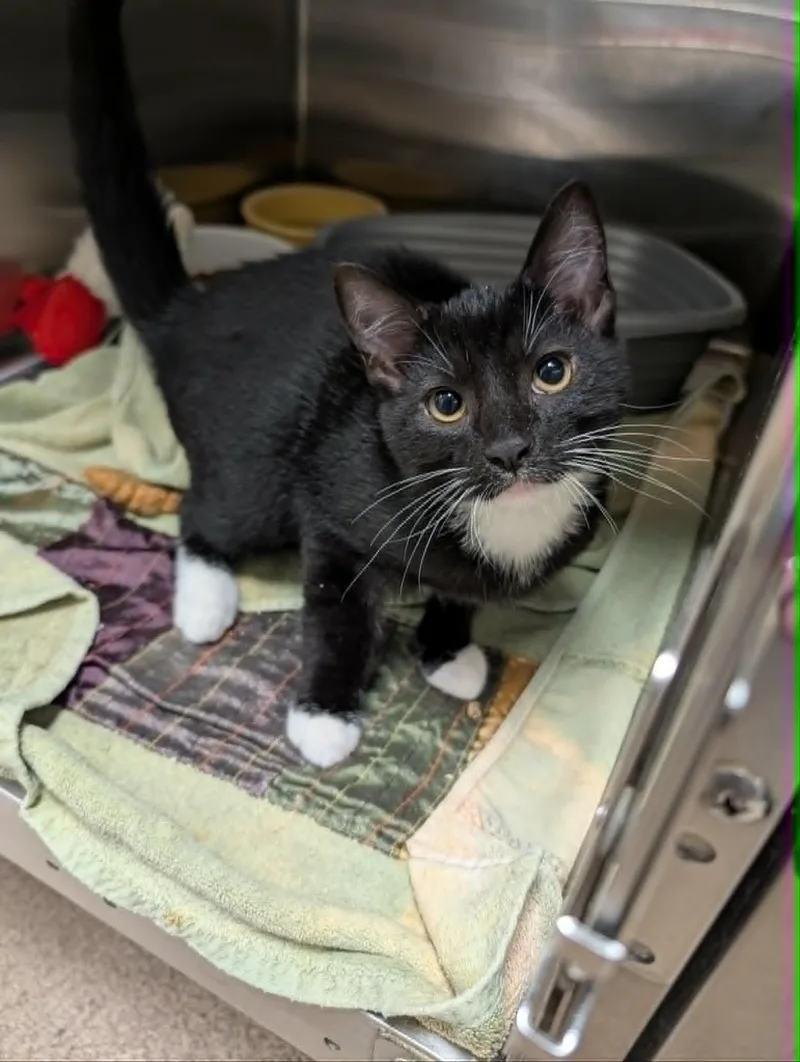 A baby medium-sized male Black & White / Tuxedo Domestic Short Hair cat named Percy for adoption in Chambersburg, PA