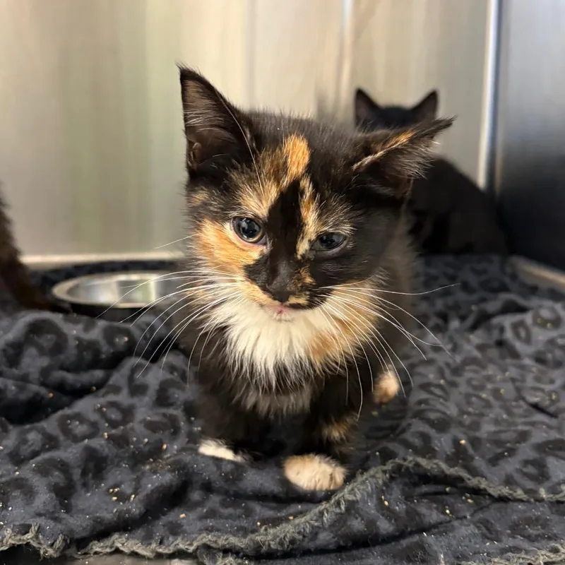A baby small-sized female Calico Domestic Short Hair cat named Moe for adoption in Morganton, NC