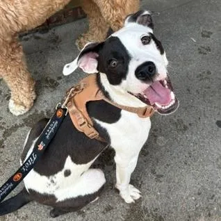 A young medium-sized female Black Mixed Breed dog named Paloma for adoption in Cincinnati, OH