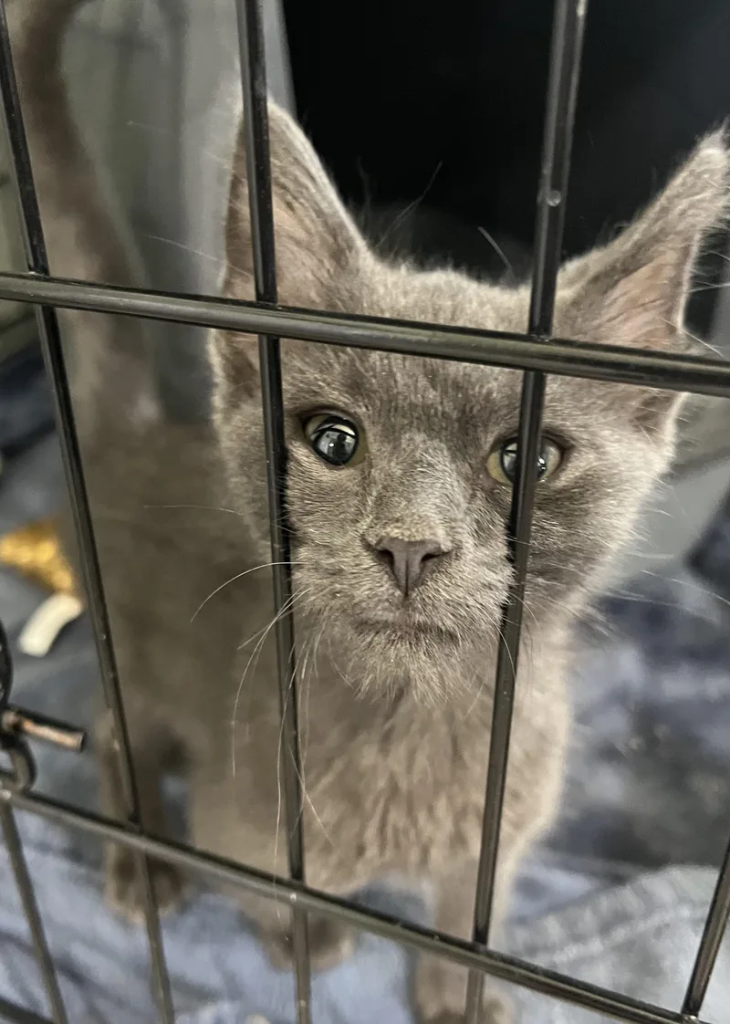 A baby medium-sized female Gray / Blue / Silver Domestic Medium Hair cat named Jordyn Female for adoption in Moline, IL