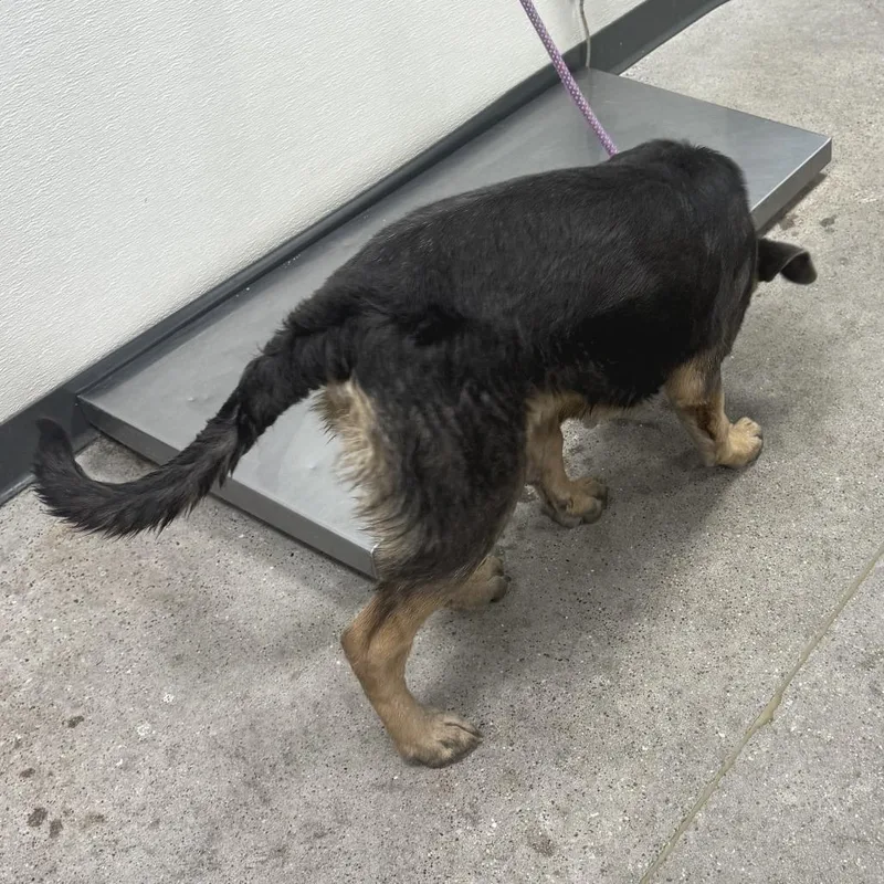 A young medium-sized male Brown / Chocolate Mixed Breed dog named 112264 for adoption in Las Cruces, NM