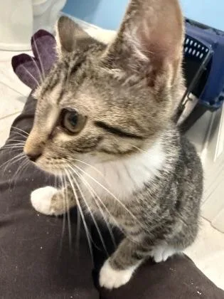 A baby small-sized female Gray & White Domestic Short Hair cat named Lilly for adoption in Annapolis, MD