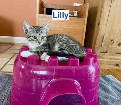 Lilly thumbnail 2