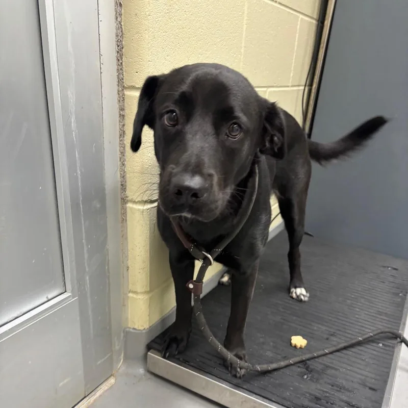 A young medium-sized female Black Mixed Breed dog named StrayYanceyStreetWebbAvenue for adoption in Columbus, GA