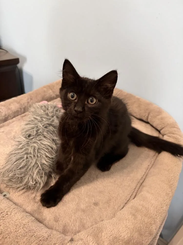 A baby small-sized male Black Domestic Medium Hair cat named Jake JN for adoption in Greenville, SC