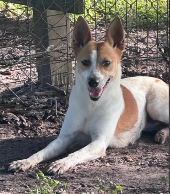 An adult small-sized female White / Cream Terrier dog named June for adoption in Houston, TX