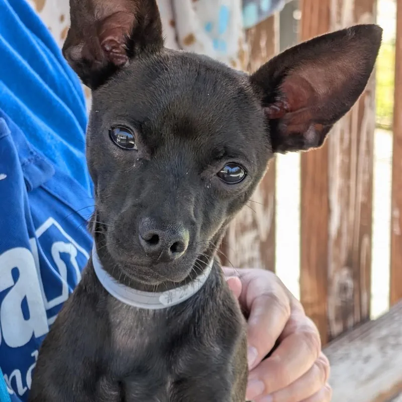 An adult small-sized male Black Miniature Pinscher dog named Pepsi for adoption in Long Beach, CA