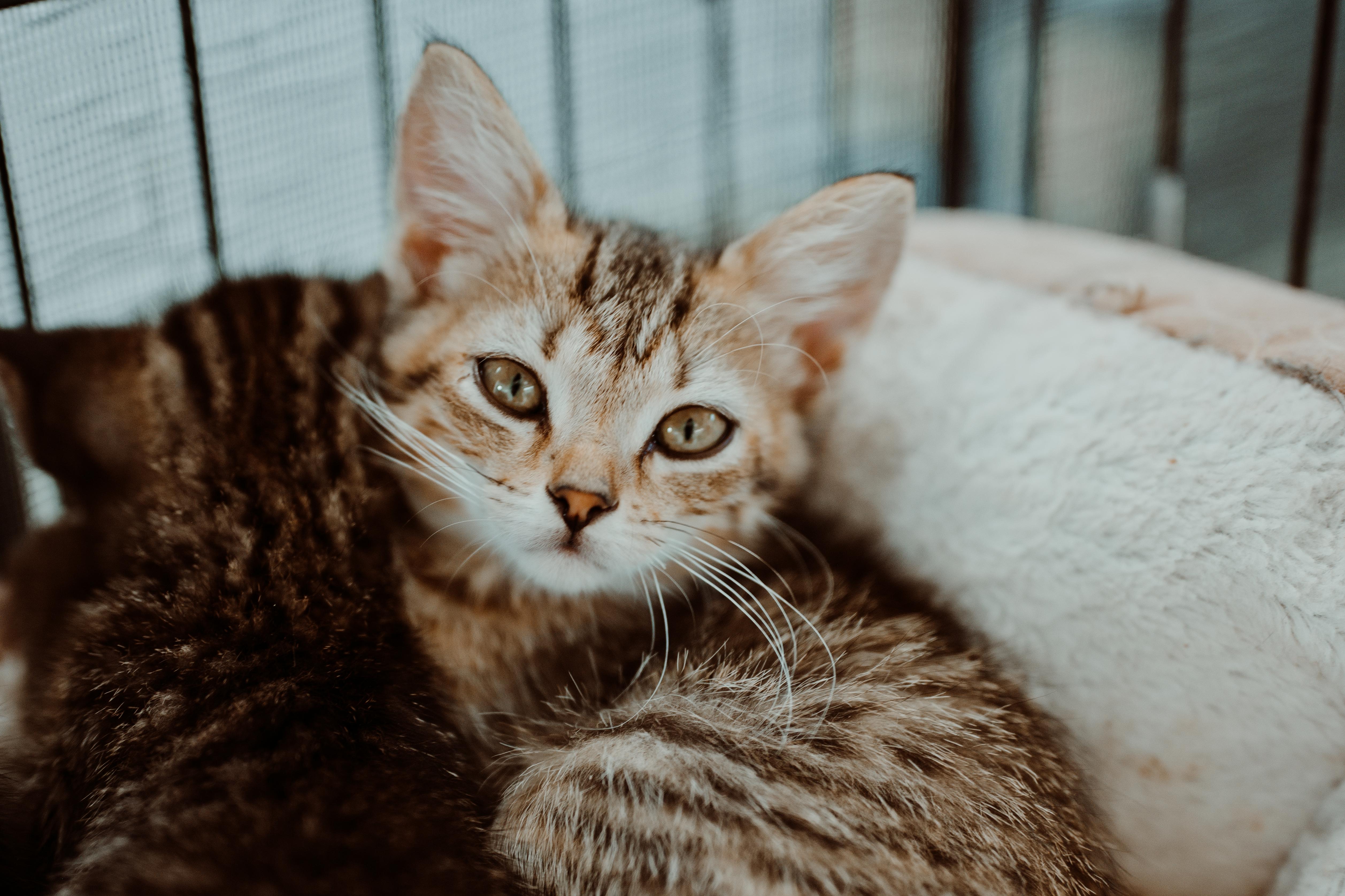 A young medium-sized female Tabby (Brown / Chocolate) Domestic Short Hair cat named Dolly Parton for adoption in Le Mars, IA