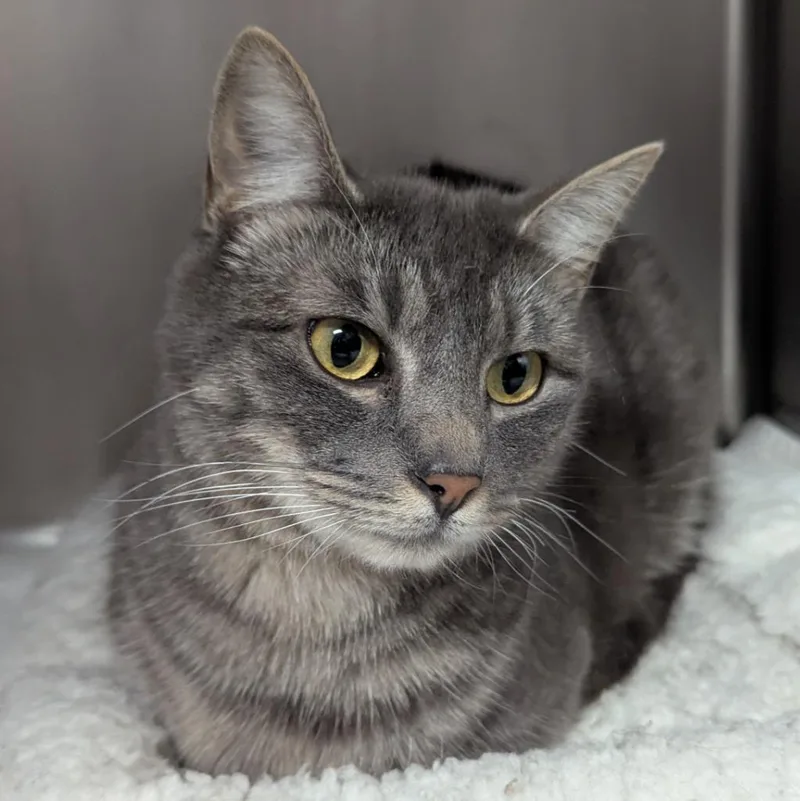 An adult medium-sized female Domestic Short Hair cat named Sketti for adoption in Aberdeen, WA