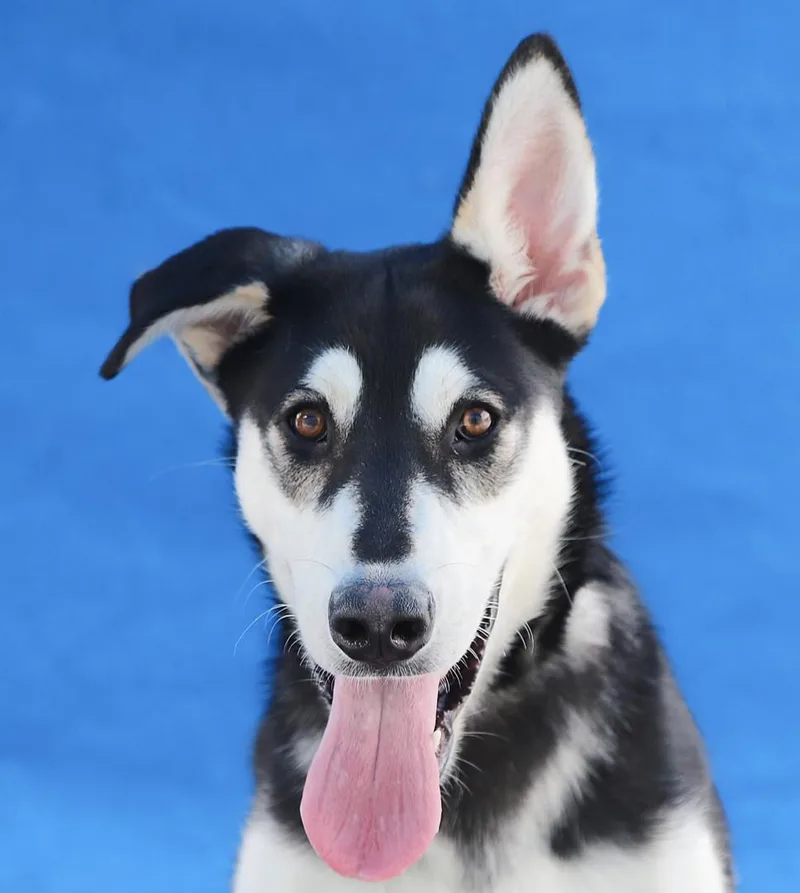 A young medium-sized male Siberian Husky dog named Yippee for adoption in Pasadena, CA