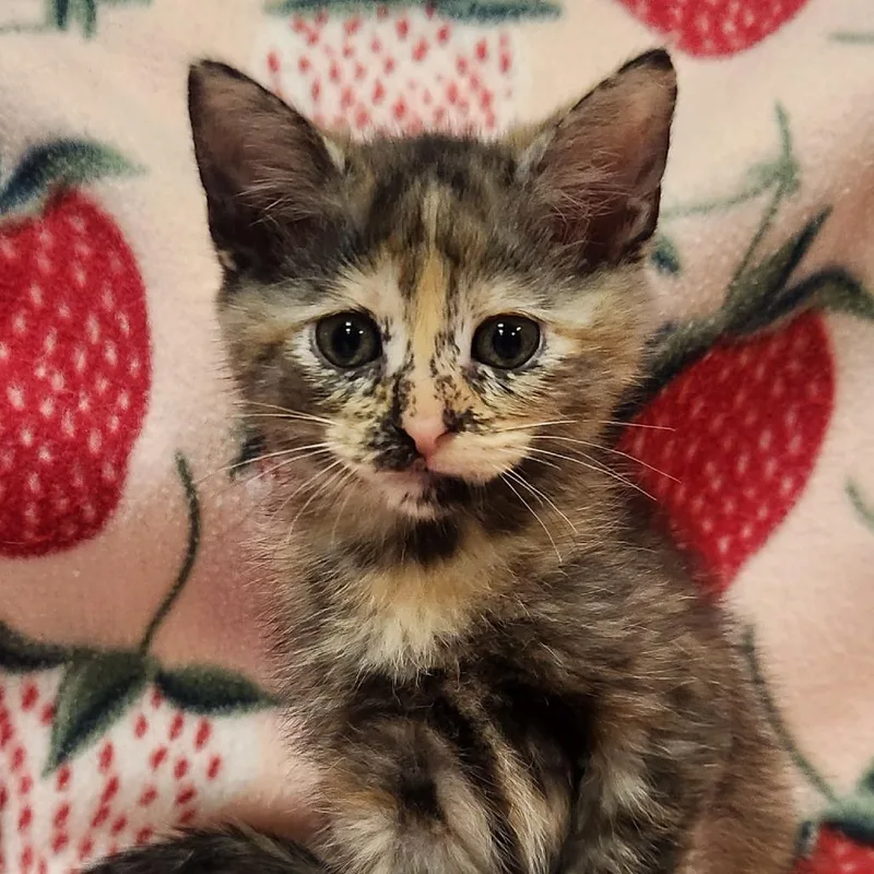 A baby small-sized female Tortoiseshell Domestic Short Hair cat named Cinnamon for adoption in Brighton, MO