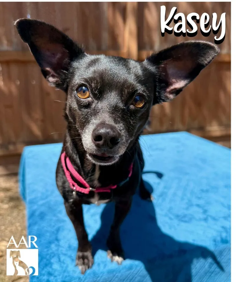 An adult small-sized female Chihuahua dog named Kasey for adoption in Magnolia, TX