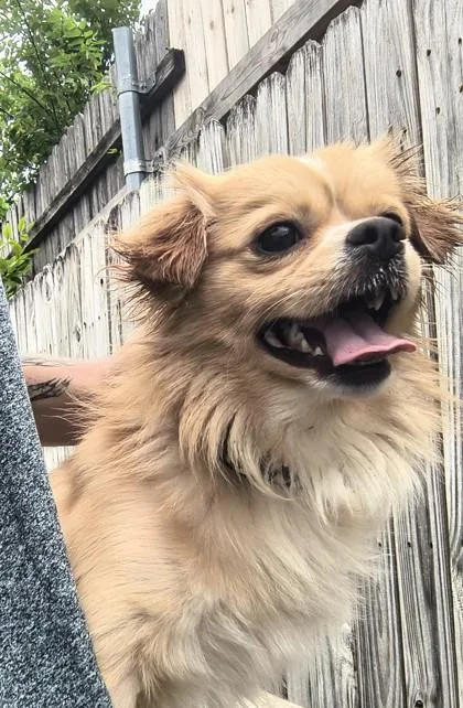 An adult small-sized male Apricot / Beige Pomeranian dog named Weasel for adoption in Plano, TX
