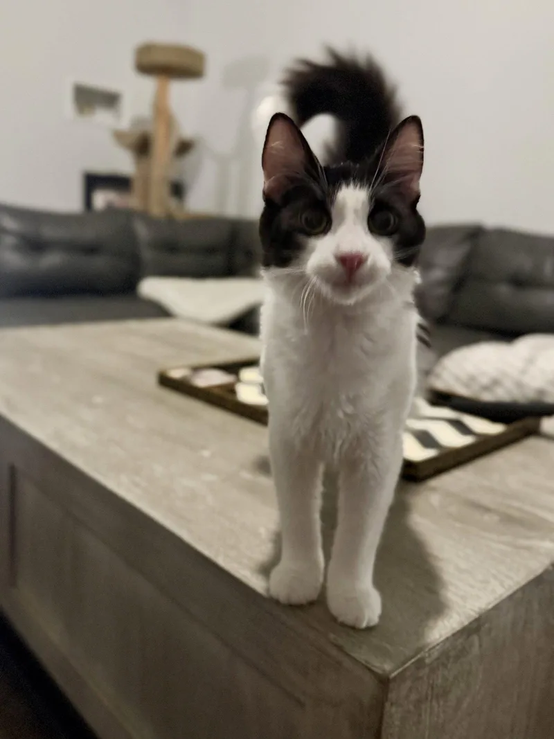 A young medium-sized male Black & White / Tuxedo Domestic Medium Hair cat named Cosmo for adoption in Scottsdale, AZ