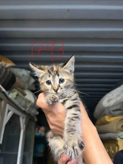 A baby small-sized female Domestic Short Hair cat named Anastasia for adoption in East Montpelier, VT