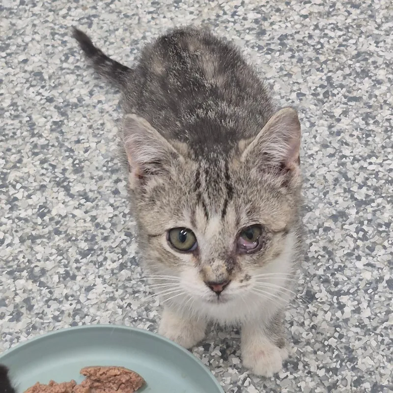 A young medium-sized male Domestic Short Hair cat named Cord for adoption in Kingman, KS