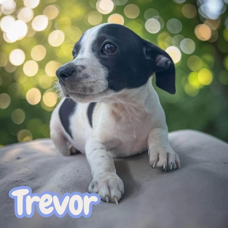 Trevor  sweet  thumbnail 2