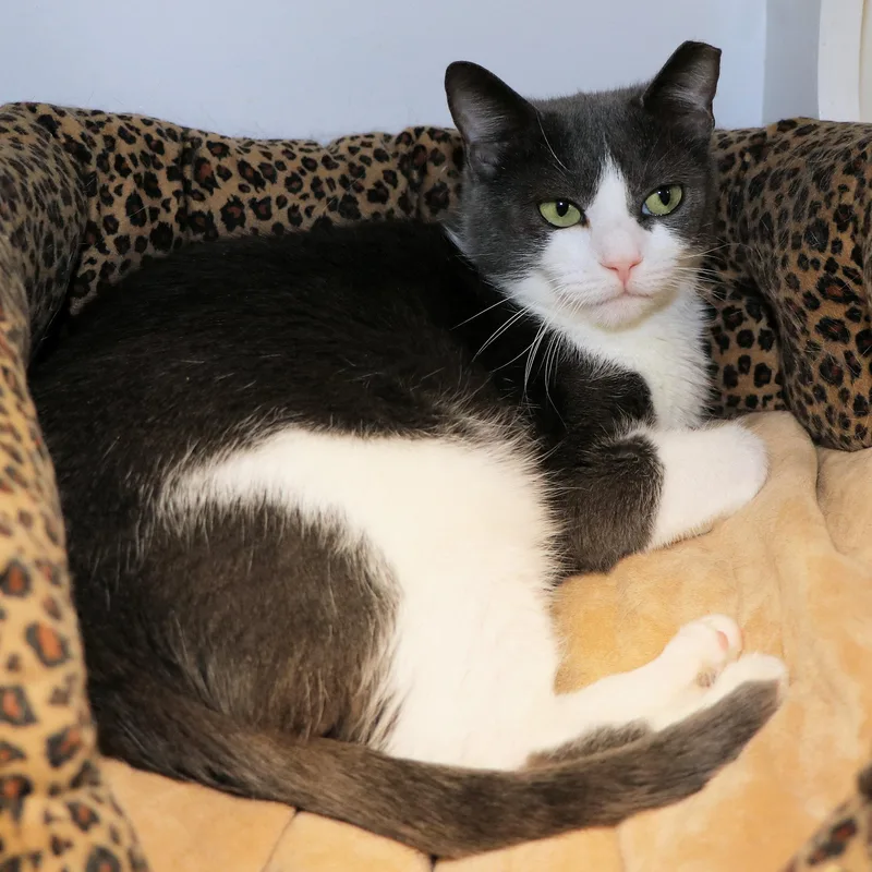 Cafe Au Lait thumbnail 2