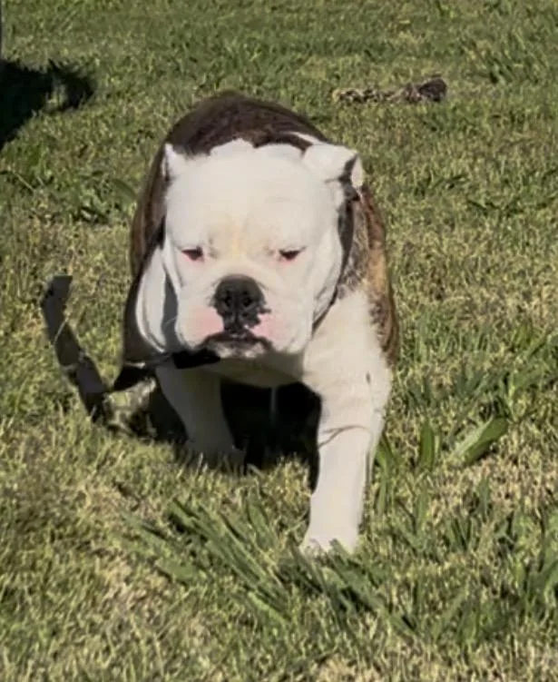 A young small-sized female Bicolor English Bulldog dog named Patty Cake for adoption in Woodland, CA