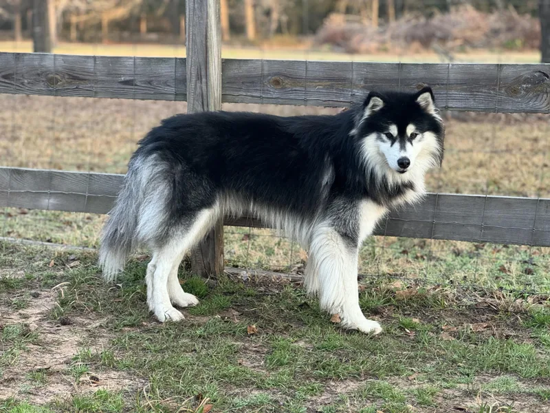 A young medium-sized male Siberian Husky dog named Rayo for adoption in Sumter, SC