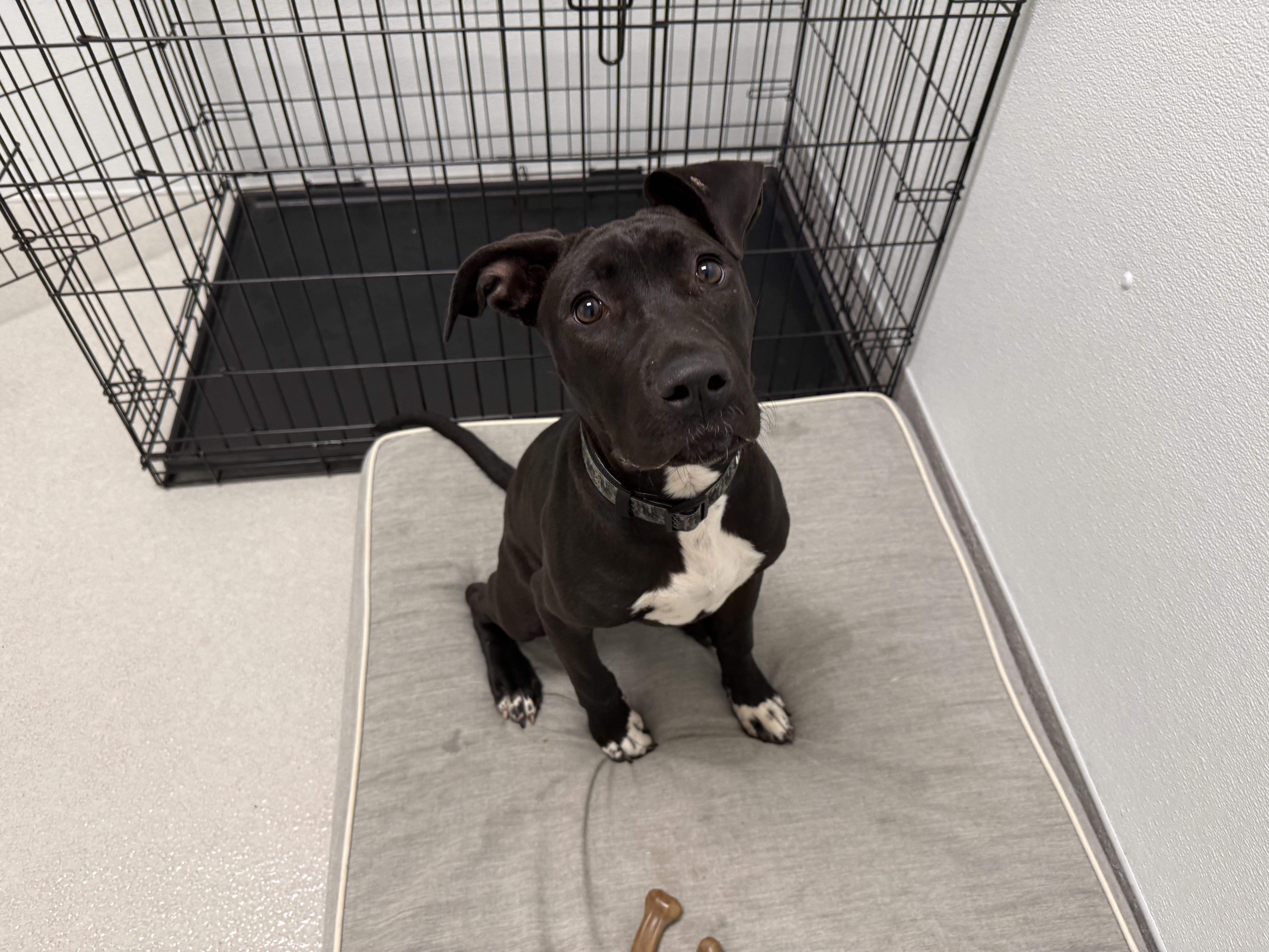 A baby medium-sized female Black Mixed Breed dog named Barbie for adoption in Evanston, IL