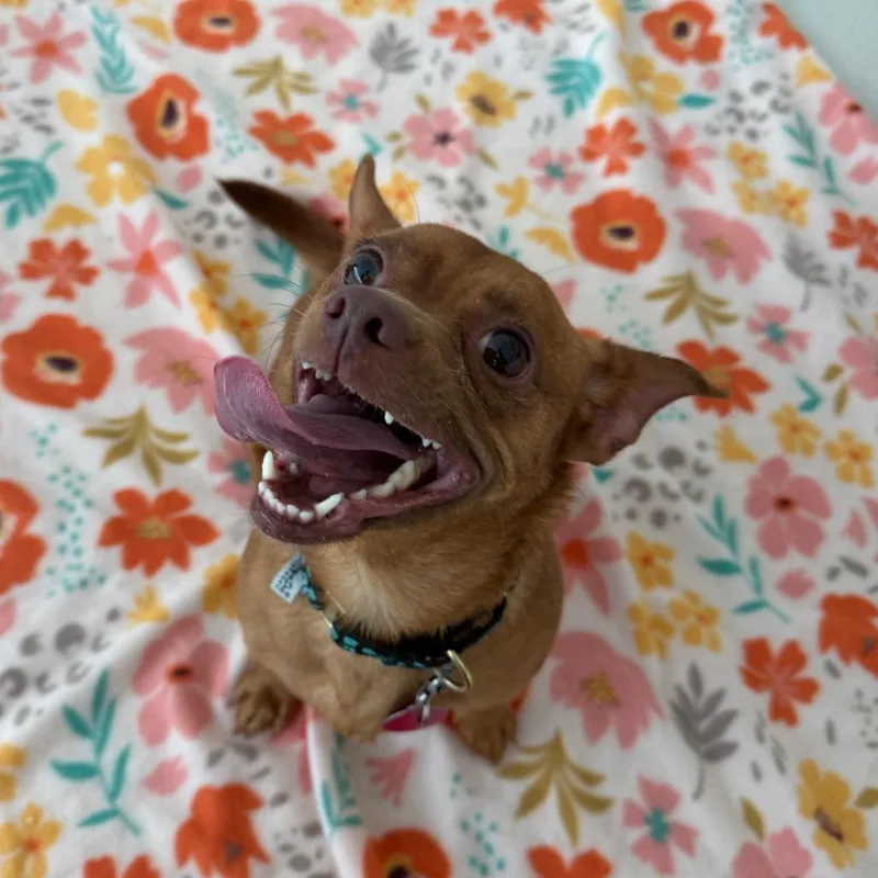 An adult small-sized female Yellow / Tan / Blond / Fawn Yorkshire Terrier dog named Focaccia for adoption in Warwick, RI