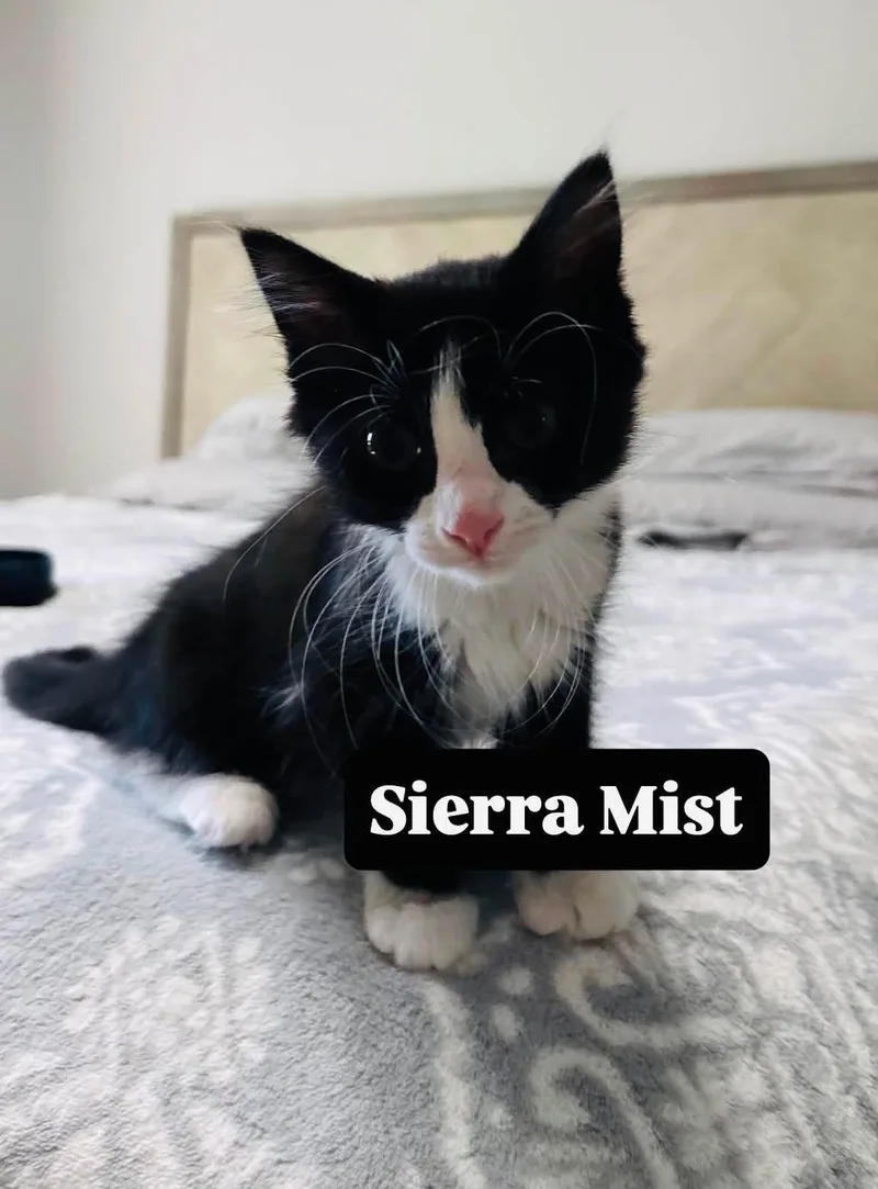 Sierrs Mist