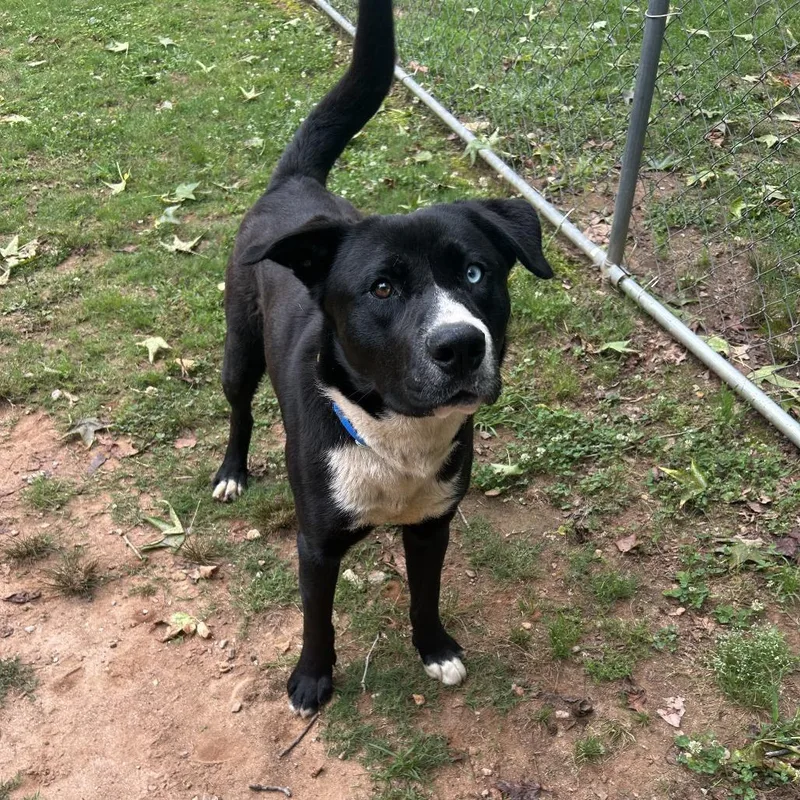 An adult medium-sized male Black Mixed Breed dog named Moonie for adoption in Auburn, AL
