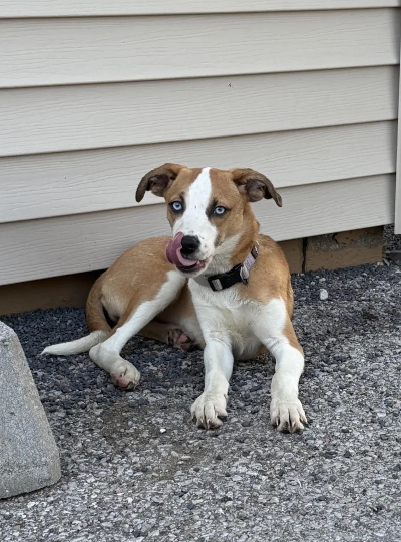 A baby medium-sized female Australian Shepherd dog named Reeces for adoption in Owensboro, KY