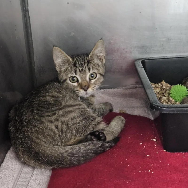 A baby small-sized female Brown / Chocolate Domestic Short Hair cat named Cosette for adoption in Ridgely, MD
