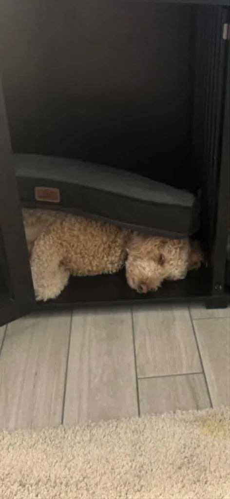 An adult medium-sized male Poodle dog named Oscar for adoption in Mesa, AZ