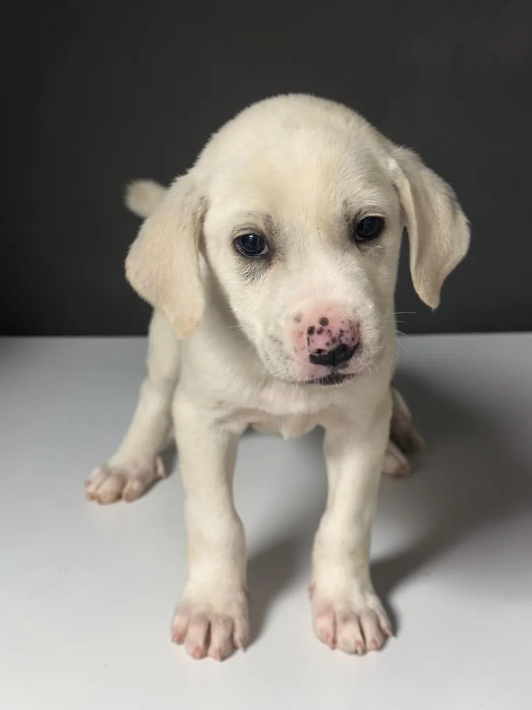 A baby medium-sized male White / Cream Mixed Breed dog named Charmin for adoption in Fredericksburg, VA