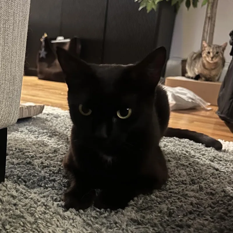 Catpuccino thumbnail 2