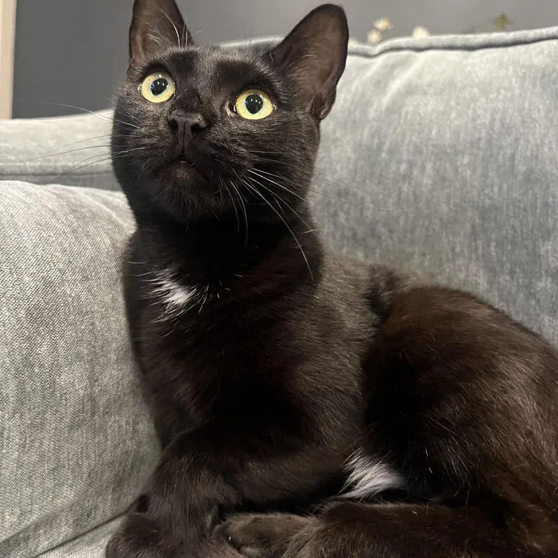 Catpuccino thumbnail 4