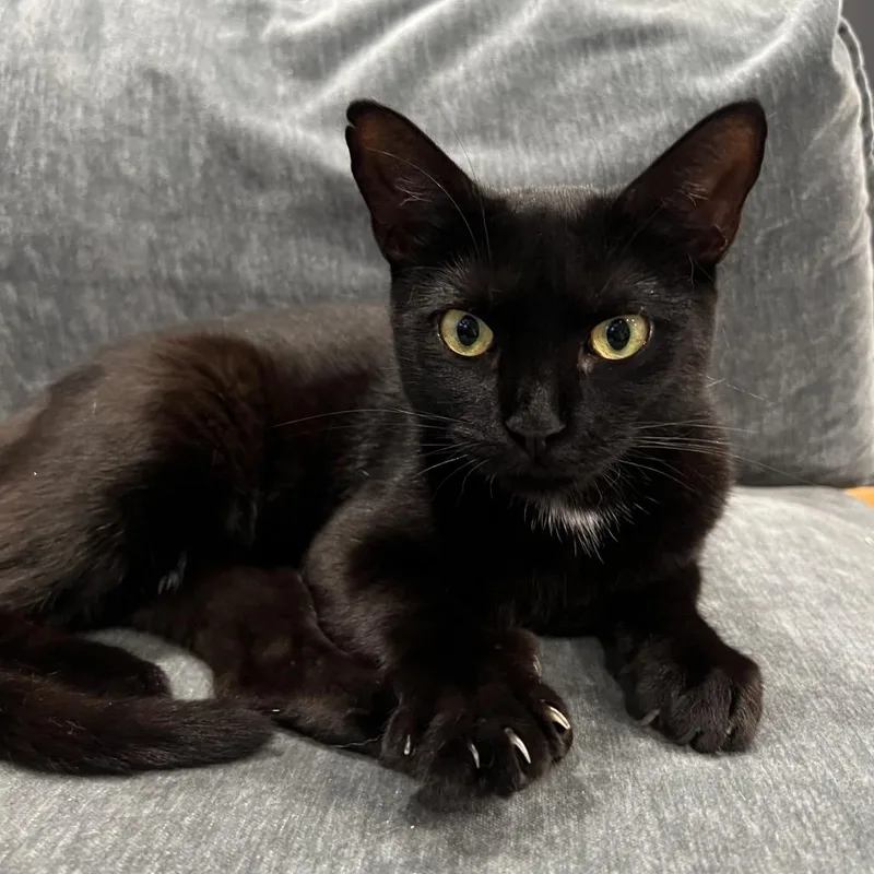 Catpuccino thumbnail 5