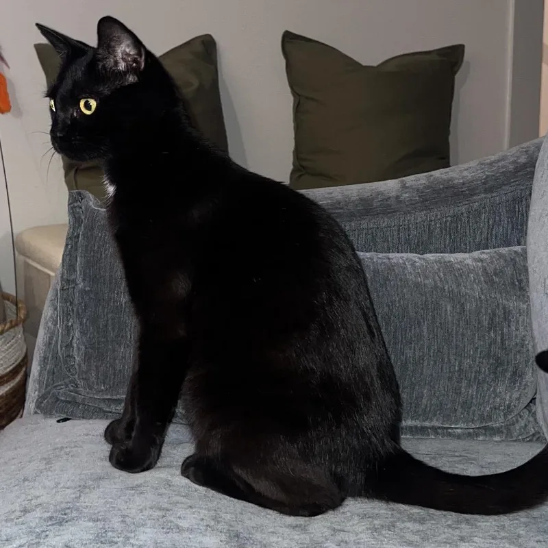 Catpuccino thumbnail 6