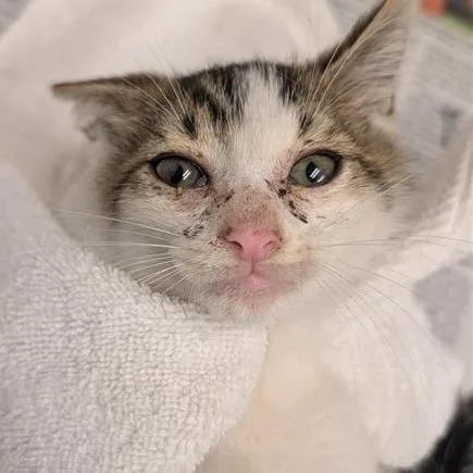 A baby small-sized male Brown / Chocolate Domestic Short Hair cat named Chalupa Supreme for adoption in Jacksonville, FL