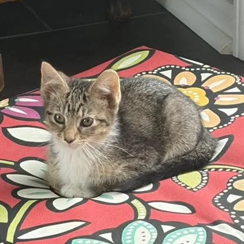 A baby medium-sized female Tabby (Brown / Chocolate) Tabby cat named Moxie for adoption in Kentwood, MI