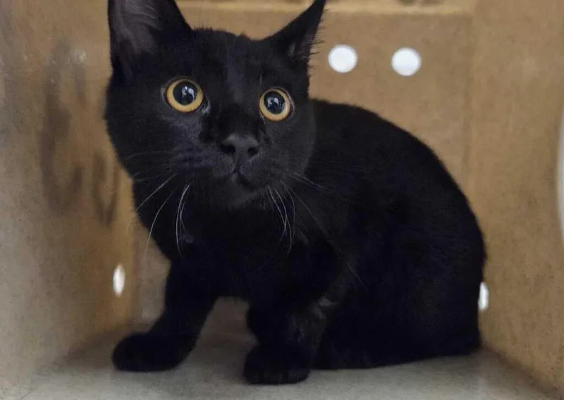 A baby small-sized female Black Domestic Short Hair cat named Helena for adoption in Fruit Heights, UT