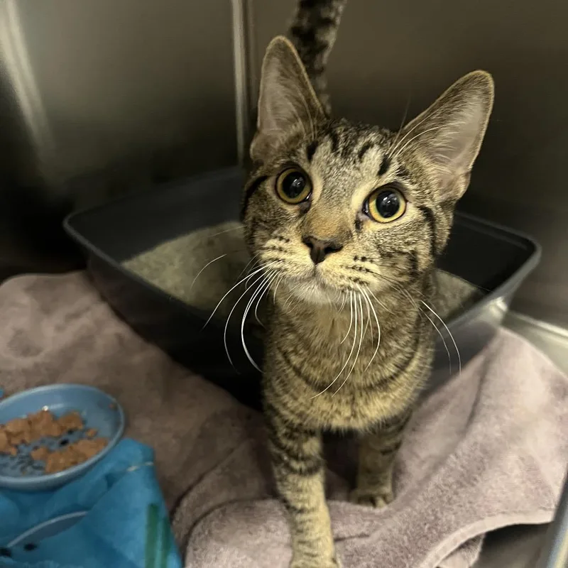 A young medium-sized female Brown / Chocolate Domestic Short Hair cat named Paris for adoption in Hinsdale, IL