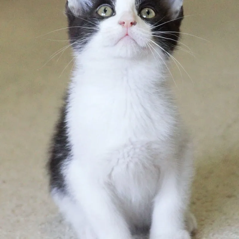 A baby medium-sized male Black & White / Tuxedo Tuxedo cat named Pepè for adoption in Kentwood, MI