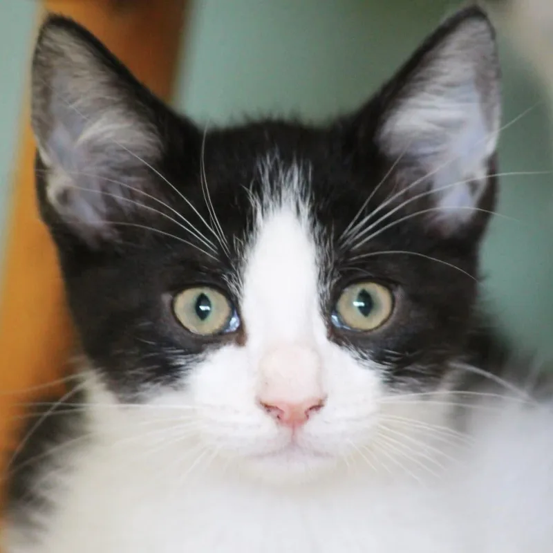 Pepè thumbnail 3