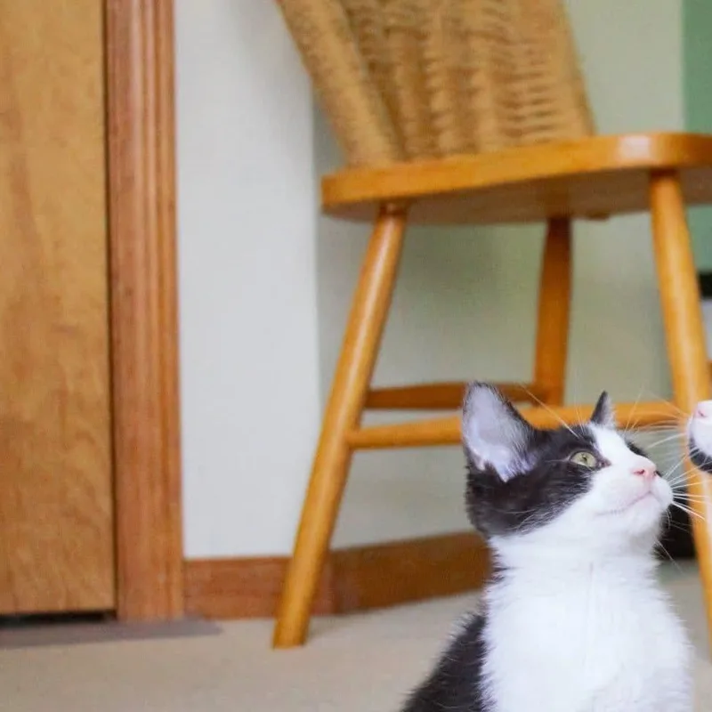 Pepè thumbnail 4