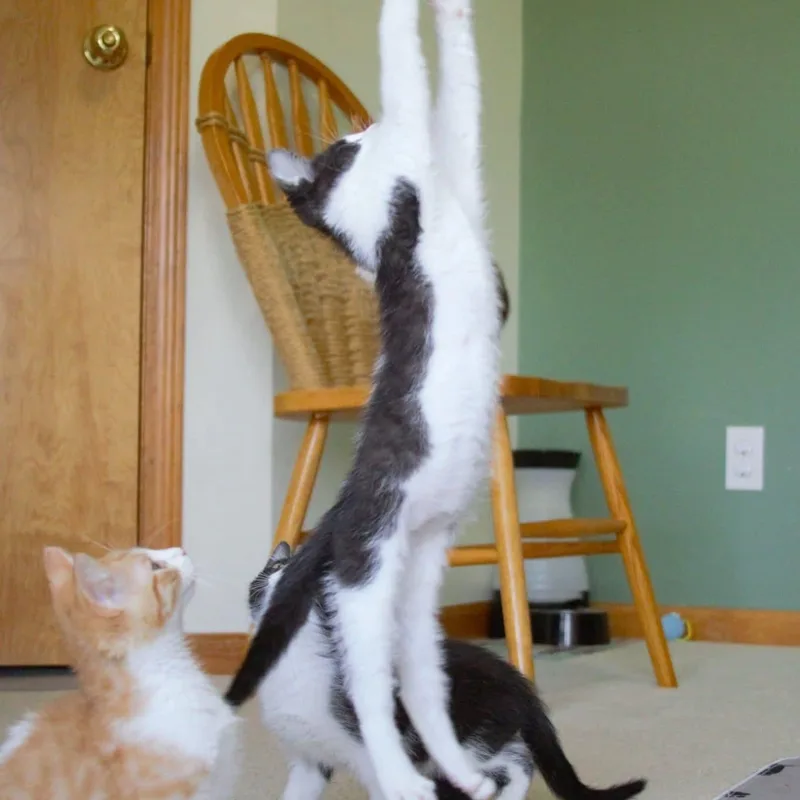 Pepè thumbnail 6