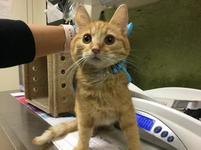 A young small-sized male Domestic Short Hair cat named Matt for adoption in Riverside, CA