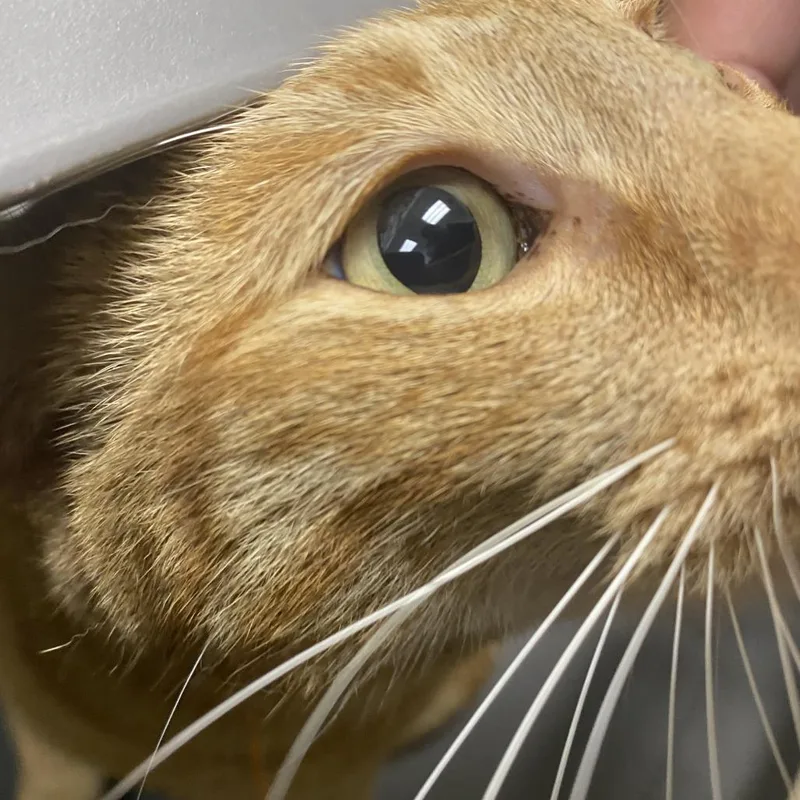 An adult small-sized male Orange / Red Domestic Short Hair cat named Morris for adoption in Harrisonburg, VA