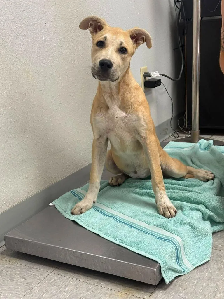 A baby medium-sized female Black Mouth Cur dog named Pygmy for adoption in Sorrento, LA