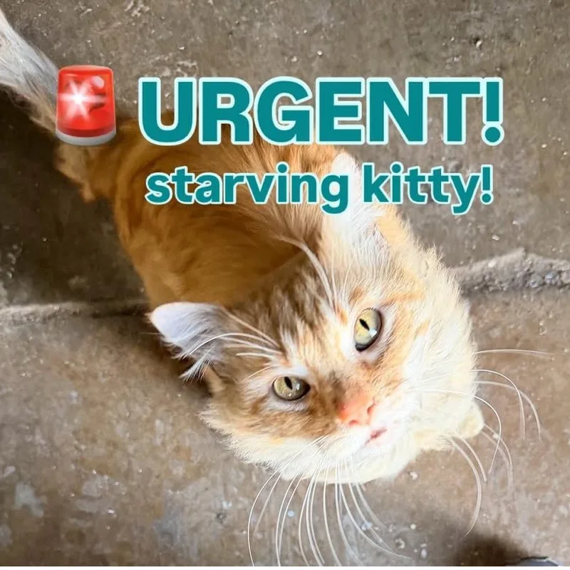 Benjamin thumbnail 4