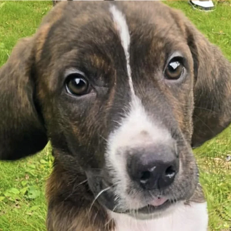 A baby medium-sized male Brindle Pit Bull Terrier dog named Chief for adoption in Westland, MI
