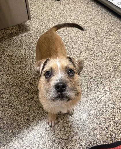 A baby medium-sized male Mixed Breed dog named Seymour for adoption in Westland, MI